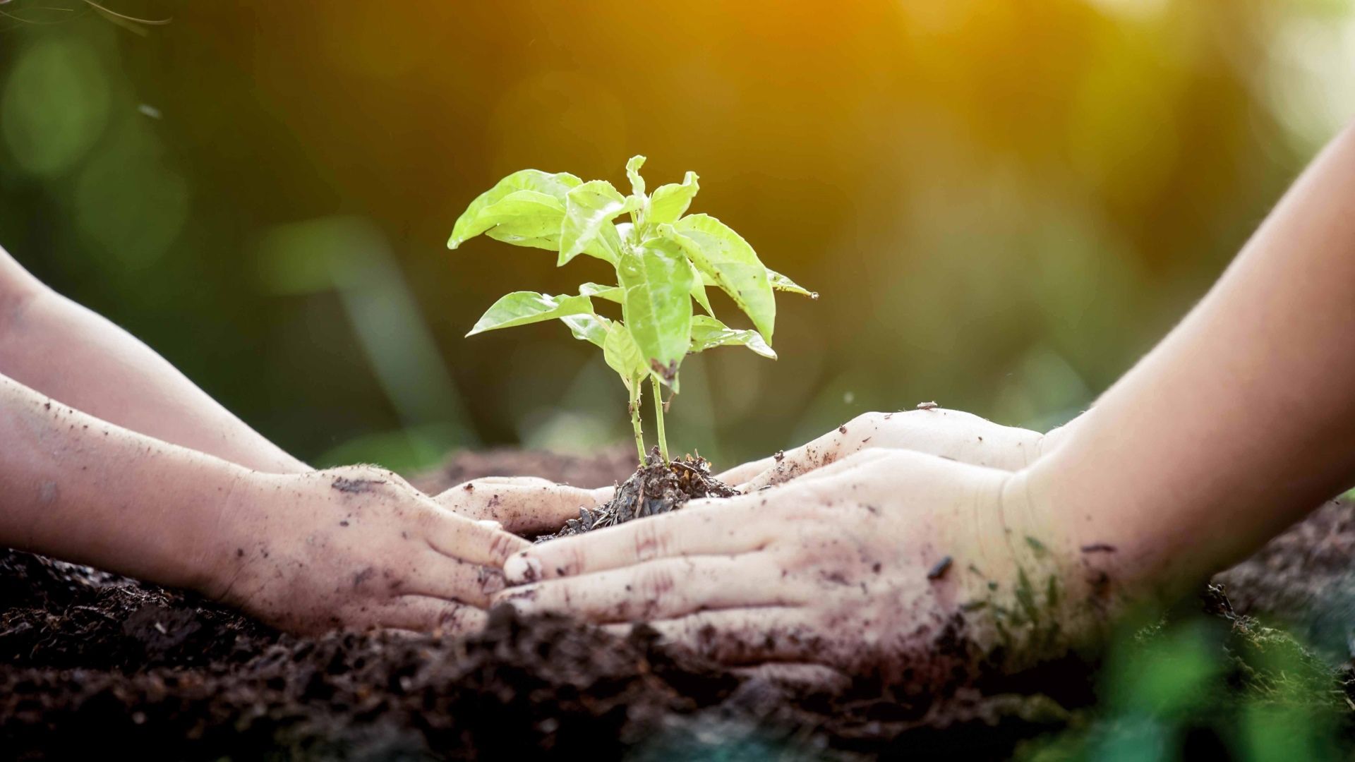 Placer des plants. Deux paires de mains sont grandes dans l'image.